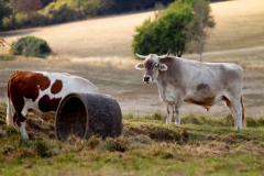 Two of our rescue cattle playing hide-and-seek