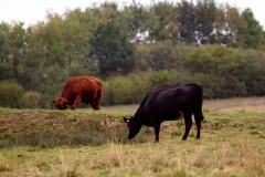 Our Angus Sanctuary